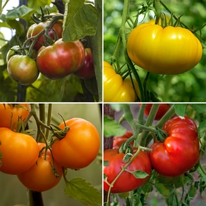 Tomato Chefs Choice Collection